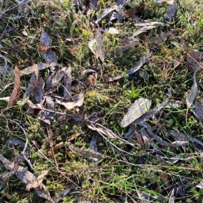 Acrotriche serrulata (Ground-berry) at Bango Nature Reserve - 17 Jun 2024 by Tapirlord