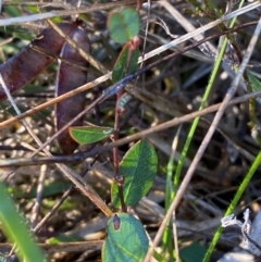 Bossiaea prostrata (Creeping Bossiaea) at Bango Nature Reserve - 17 Jun 2024 by Tapirlord