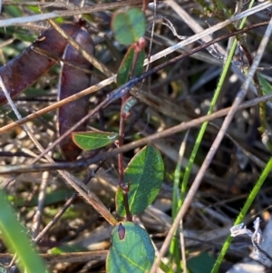 Bossiaea prostrata at Bango Nature Reserve - 17 Jun 2024