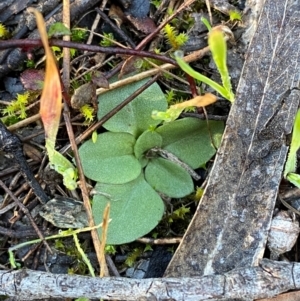 Diplodium truncatum at Bango Nature Reserve - 17 Jun 2024