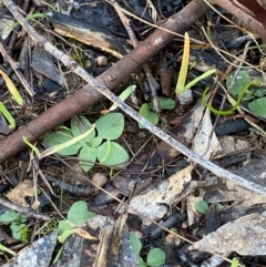 Diplodium truncatum at Bango Nature Reserve - 17 Jun 2024