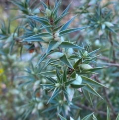 Melichrus urceolatus (Urn Heath) at Bango Nature Reserve - 16 Jun 2024 by Tapirlord