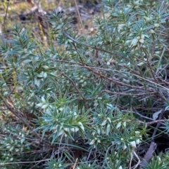 Melichrus urceolatus at Bango Nature Reserve - 17 Jun 2024