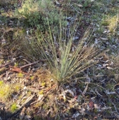 Xanthorrhoea glauca subsp. angustifolia (Grey Grass-tree) at Bango Nature Reserve - 16 Jun 2024 by Tapirlord