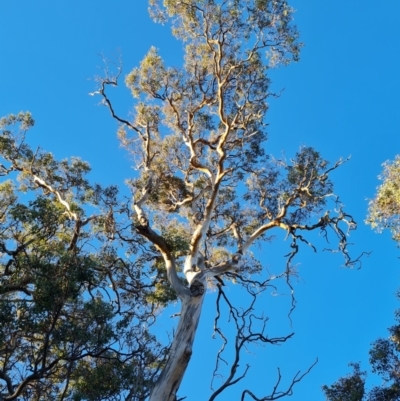Eucalyptus blakelyi (Blakely's Red Gum) at Callum Brae - 20 Jun 2024 by Mike