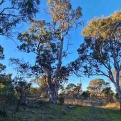 Eucalyptus blakelyi at Callum Brae - 20 Jun 2024