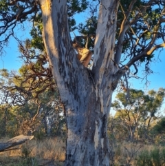 Eucalyptus blakelyi at Callum Brae - 20 Jun 2024