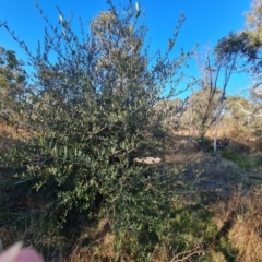 Olea europaea subsp. cuspidata (African Olive) at Callum Brae - 20 Jun 2024 by Mike
