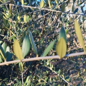 Olea europaea subsp. cuspidata at Callum Brae - 20 Jun 2024