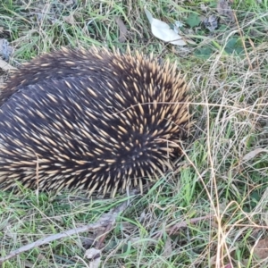 Tachyglossus aculeatus at Callum Brae - 20 Jun 2024