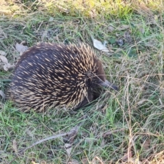 Tachyglossus aculeatus at Callum Brae - 20 Jun 2024