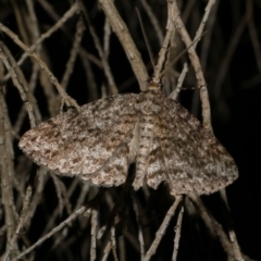 Ectropis fractaria (Ringed Bark Moth) at Freshwater Creek, VIC - 21 Jan 2023 by WendyEM