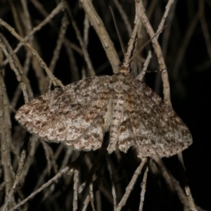 Ectropis fractaria at WendyM's farm at Freshwater Ck. - 21 Jan 2023