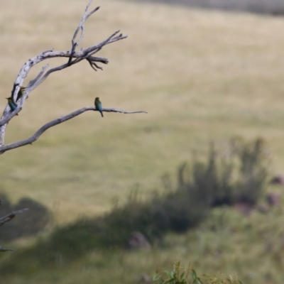 Merops ornatus (Rainbow Bee-eater) at Strathnairn, ACT - 7 Feb 2024 by KorinneM