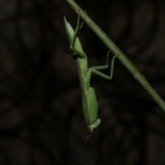 Orthodera ministralis (Green Mantid) at WendyM's farm at Freshwater Ck. - 21 Jan 2023 by WendyEM