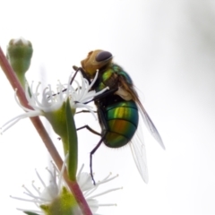 Rutilia (Microrutilia) sp. (genus & subgenus) at Strathnairn, ACT - 7 Feb 2024 by KorinneM