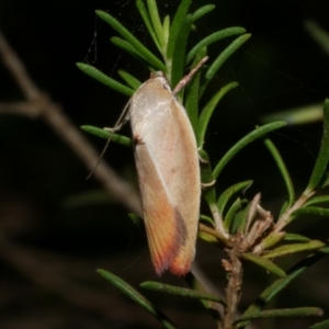 Ptyoptila matutinella at WendyM's farm at Freshwater Ck. - 22 Jan 2023 10:06 PM