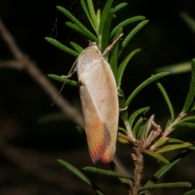 Ptyoptila matutinella (Wingia Group) at Freshwater Creek, VIC - 22 Jan 2023 by WendyEM