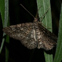 Ectropis fractaria (Ringed Bark Moth) at Freshwater Creek, VIC - 22 Jan 2023 by WendyEM
