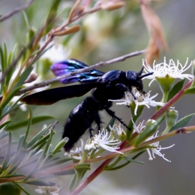 Austroscolia soror (Blue Flower Wasp) at Strathnairn, ACT - 7 Feb 2024 by KorinneM