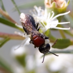 Callomelitta littleri at Woodstock Nature Reserve - 7 Feb 2024