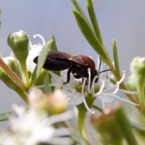 Callomelitta littleri at Woodstock Nature Reserve - 7 Feb 2024