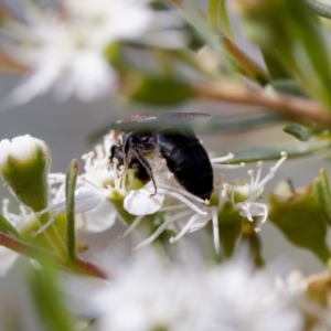 Callomelitta littleri at Woodstock Nature Reserve - 7 Feb 2024