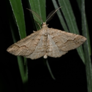 Syneora fractata at WendyM's farm at Freshwater Ck. - 22 Jan 2023 10:03 PM