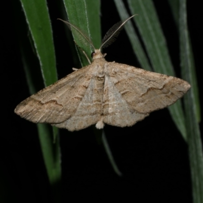 Syneora fractata (Ennominae) at Freshwater Creek, VIC - 22 Jan 2023 by WendyEM