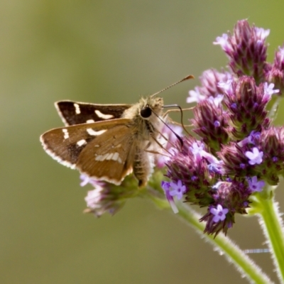 Dispar compacta (Barred Skipper) at Woodstock Nature Reserve - 7 Feb 2024 by KorinneM