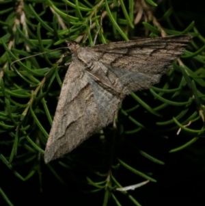 Syneora fractata at WendyM's farm at Freshwater Ck. - 13 Jan 2023 10:52 PM