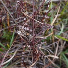 Bossiaea buxifolia at Souths TSR on Mountain Ash Road - 19 Jun 2024