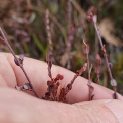 Bossiaea buxifolia at Souths TSR on Mountain Ash Road - 19 Jun 2024