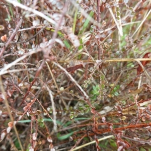 Bossiaea buxifolia at Souths TSR on Mountain Ash Road - 19 Jun 2024 10:31 AM