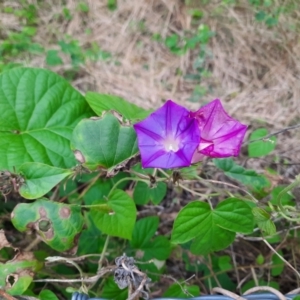 Ipomoea indica at Bingara, NSW - 20 Jun 2024 02:52 PM