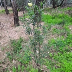 Gomphocarpus fruticosus (Narrow-leaved Cotton Bush) at Bingara, NSW - 20 Jun 2024 by MB