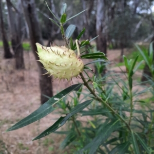 Gomphocarpus fruticosus at Bingara, NSW - 20 Jun 2024 02:55 PM