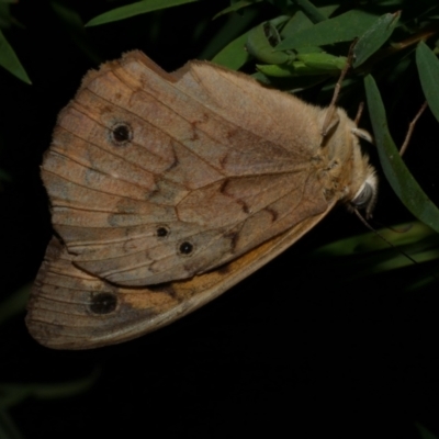 Heteronympha merope (Common Brown Butterfly) at Freshwater Creek, VIC - 13 Jan 2023 by WendyEM