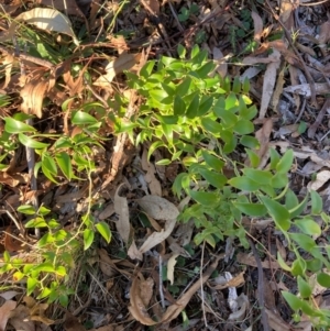 Asparagus asparagoides at The Fair, Watson - 20 Jun 2024