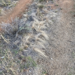 Austrostipa scabra at Mount Majura - 20 Jun 2024