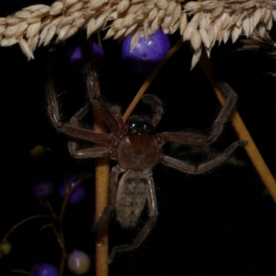 Delena cancerides (Social huntsman spider) at WendyM's farm at Freshwater Ck. - 22 Jan 2023 by WendyEM