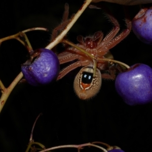 Neosparassus diana at WendyM's farm at Freshwater Ck. - 22 Jan 2023