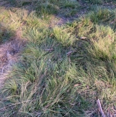 Nassella neesiana (Chilean Needlegrass) at Mount Majura - 19 Jun 2024 by waltraud