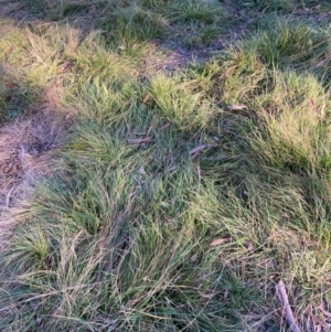 Nassella neesiana at Mount Majura - 19 Jun 2024