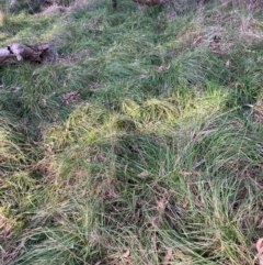 Nassella neesiana (Chilean Needlegrass) at Hackett, ACT - 19 Jun 2024 by waltraud