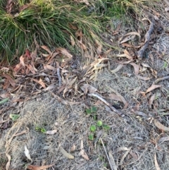 Nassella neesiana (Chilean Needlegrass) at Hackett, ACT - 19 Jun 2024 by waltraud