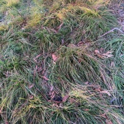 Nassella neesiana (Chilean Needlegrass) at Hackett, ACT - 19 Jun 2024 by waltraud