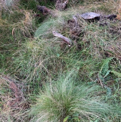 Nassella trichotoma (Serrated Tussock) at Watson, ACT - 20 Jun 2024 by waltraud