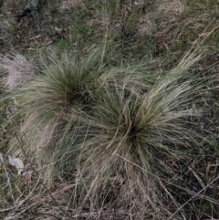 Nassella trichotoma (Serrated Tussock) at Mount Majura - 15 Jun 2024 by waltraud