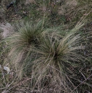 Nassella trichotoma at The Fair, Watson - 15 Jun 2024